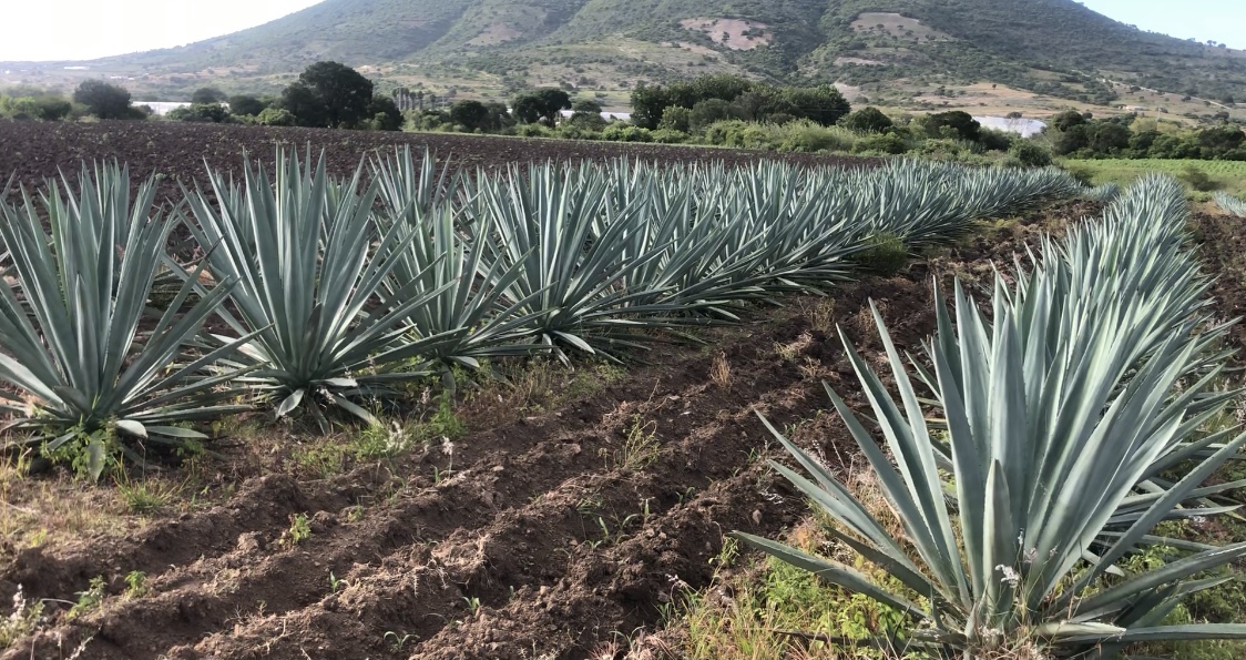 Inician en Oaxaca lucha legal para defender la denominación de origen del mezcal contra el IMPI y Sinaloa Inician en Oaxaca lucha legal para defender la denominación de origen del mezcal contra el IMPI y Sinaloa
