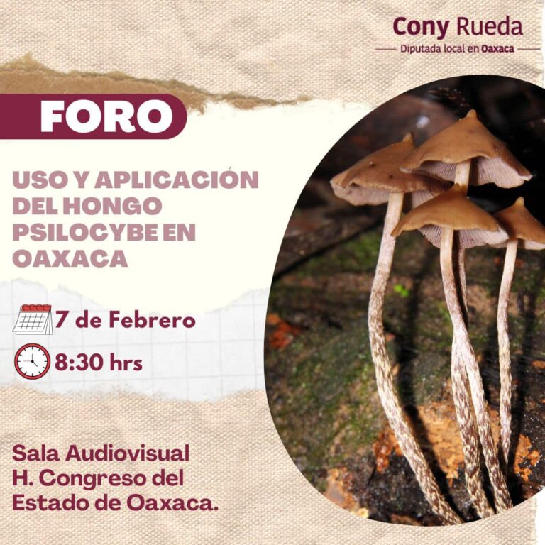Realizará Congreso de Oaxaca foro sobre Hongos para sanación; analizan despenalización