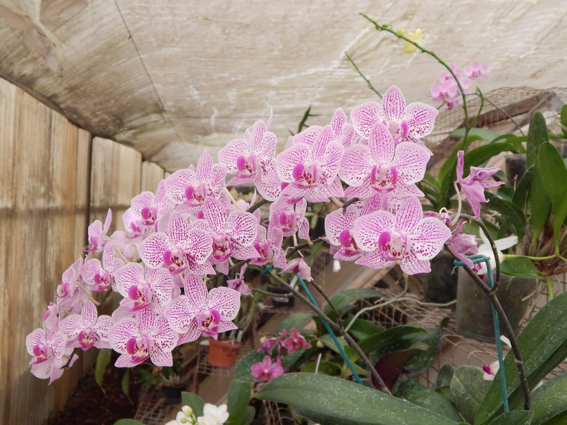 Se hermanan Oaxaca y Veracruz en Festival Internacional de la Orquídea