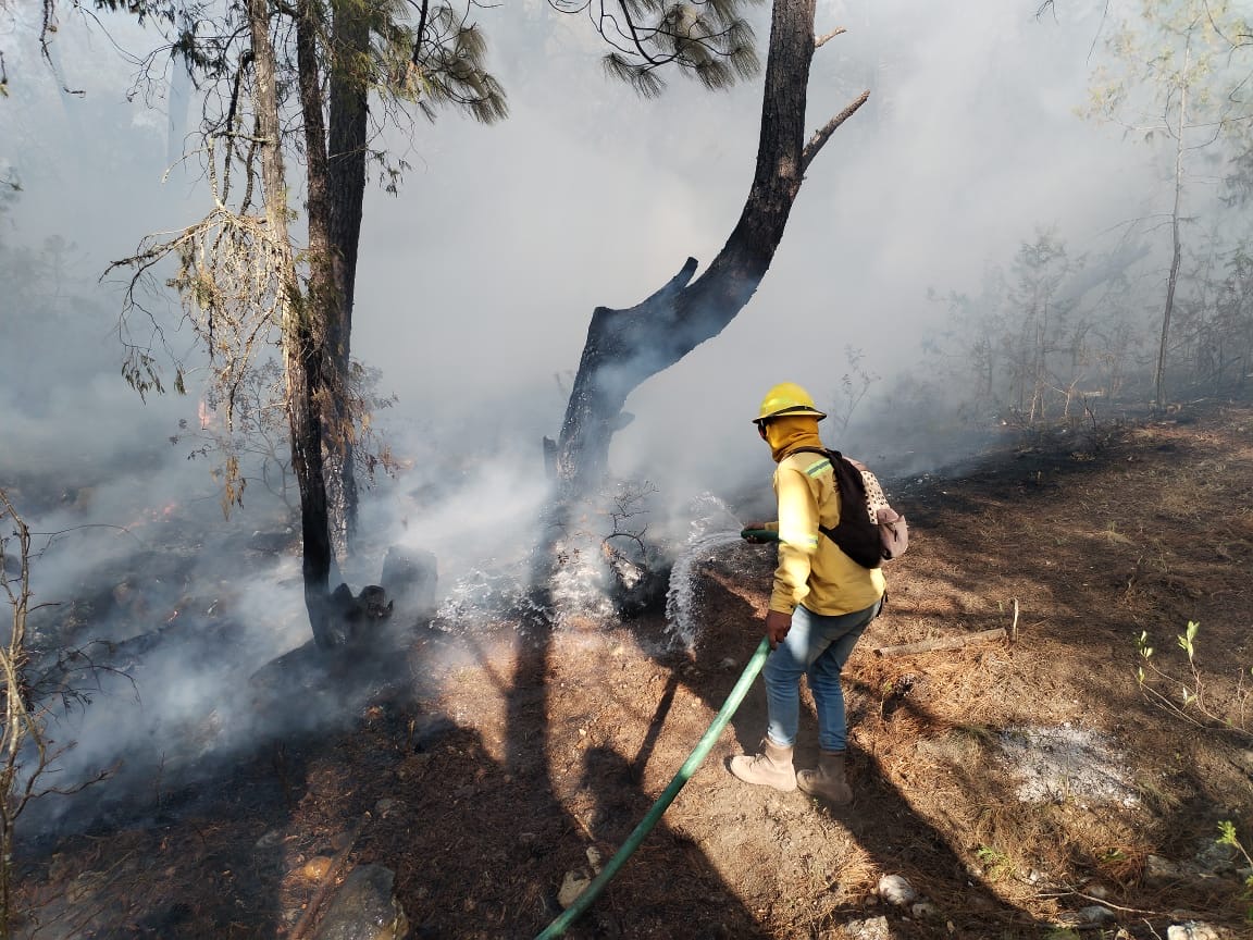 Ya se contabiliza en Oaxaca 89 incendios con una devastación de 9 mil hectáreas de bosques.