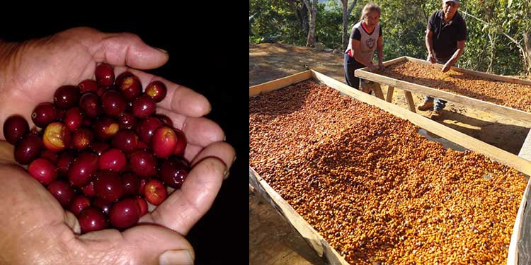 Pequeños productores en San Agustín Loxicha se capacitan para elaborar Cafés de Especialidad