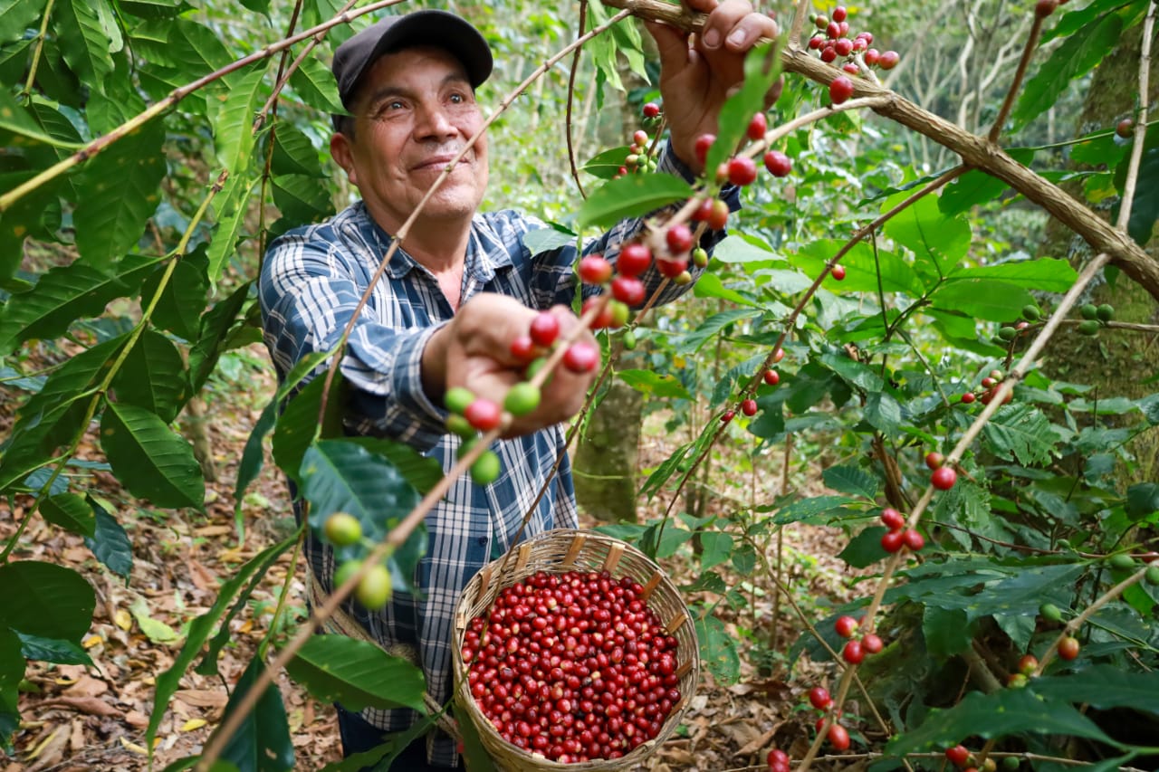 Tendrán proyección nacional e internacional cafetaleras y cafetaleros de Oaxaca Tendrán proyección nacional e internacional cafetaleras y cafetaleros de Oaxaca