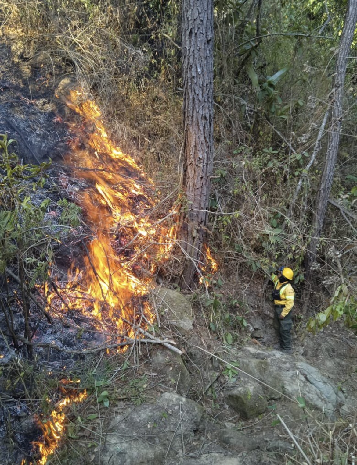 Siguen activos 9 incendios forestales en Oaxaca