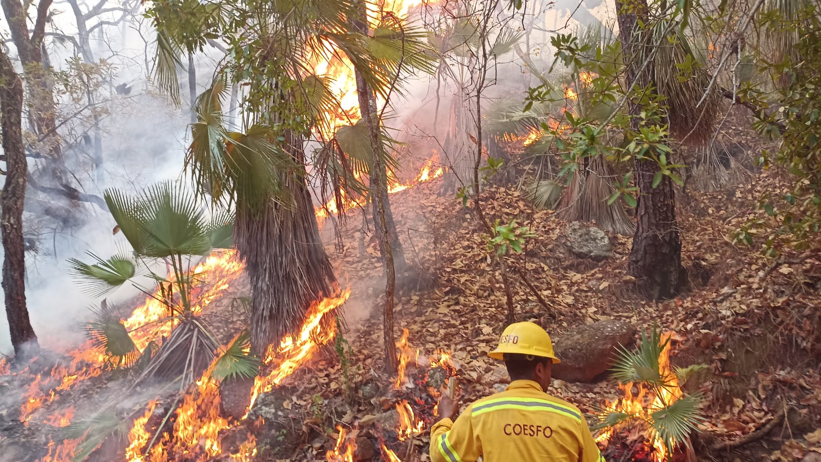 En Oaxaca continuan la fase de alerta, hay 7 incendios forestales activos En Oaxaca continuan la fase de alerta, hay 7 incendios forestales activos