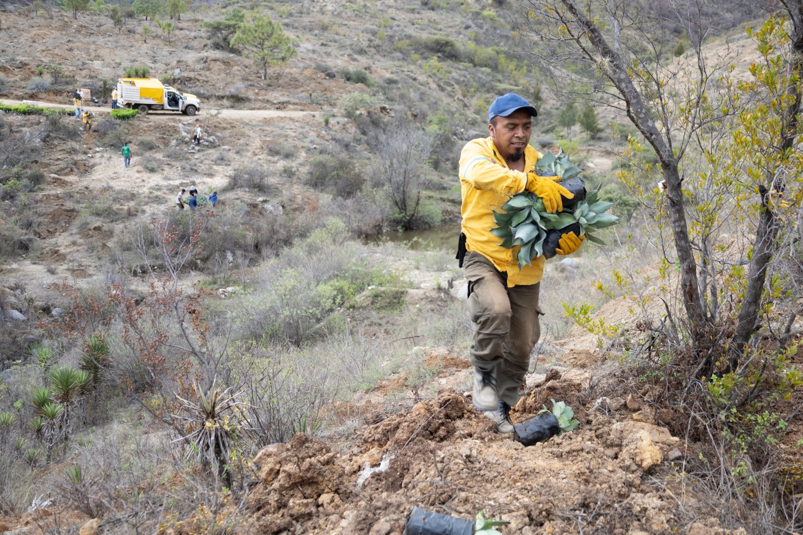 ¡Todo listo para arrancar la Jornada Estatal de Reforestación 2024 en San Lucas Quiaviní!