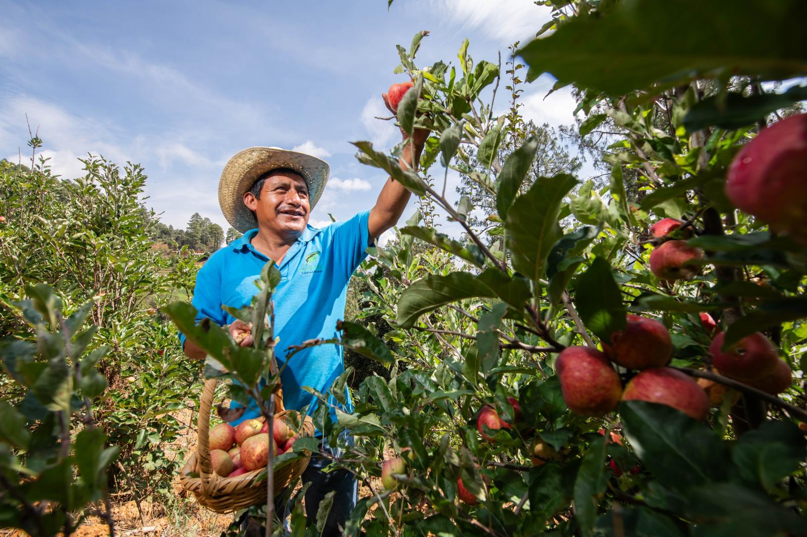 Realizará Santa Martha Latuvi octava Feria de la Manzana Realizará Santa Martha Latuvi octava Feria de la Manzana