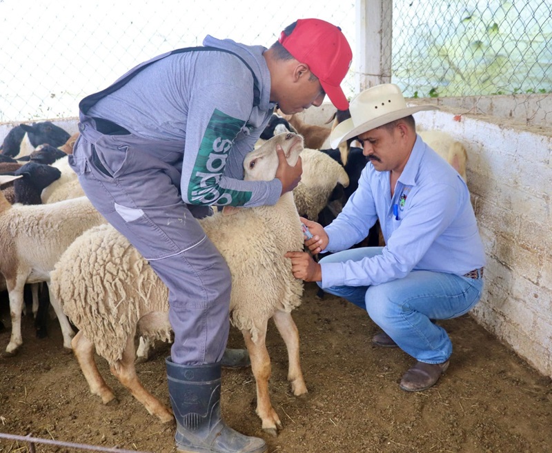 Sefader inicia campaña contra brucelosis en San Juan Bautista Coixtlahuaca