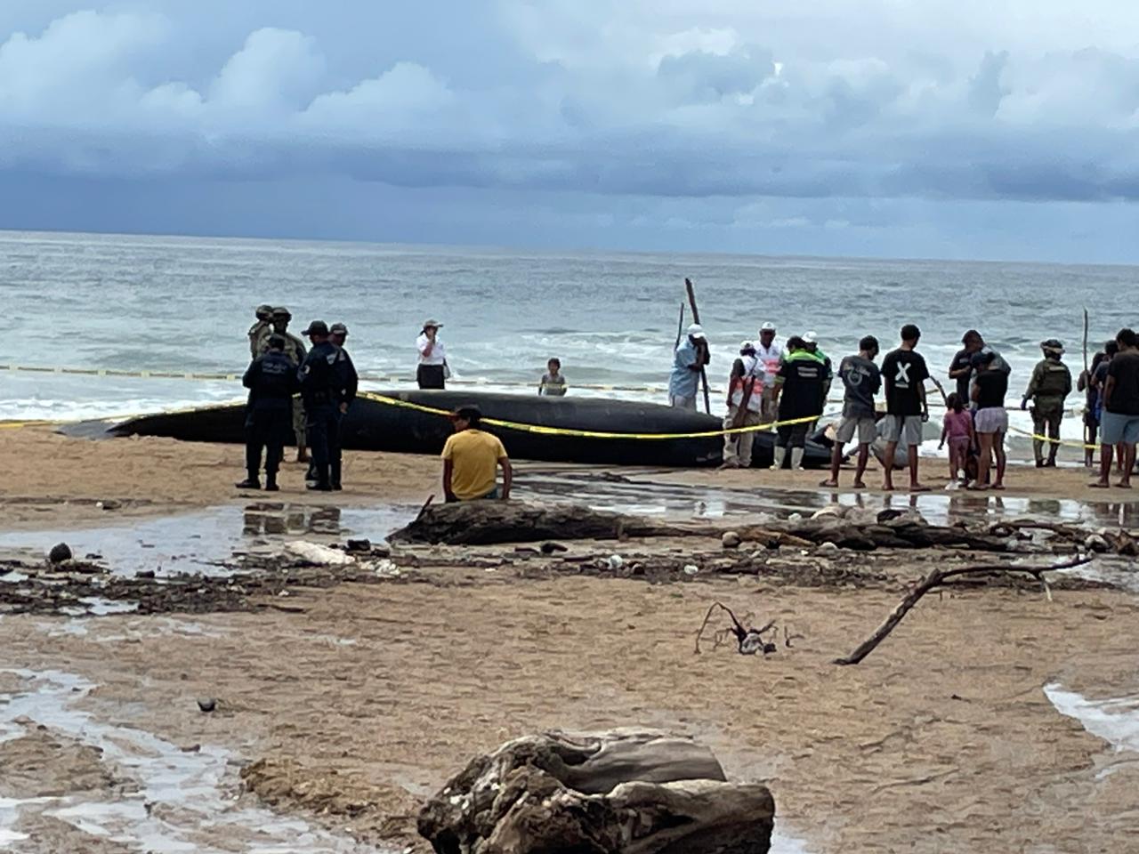 Atiende grupo especial de varamiento de mamíferos marinos de Oaxaca encallamiento de ballena en Santa María Tonameca