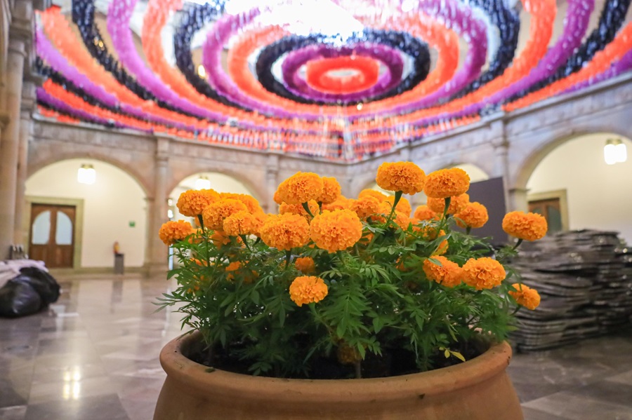 Más de 12 mil macetas de flor de cempasúchil adornarán el zócalo de Oaxaca