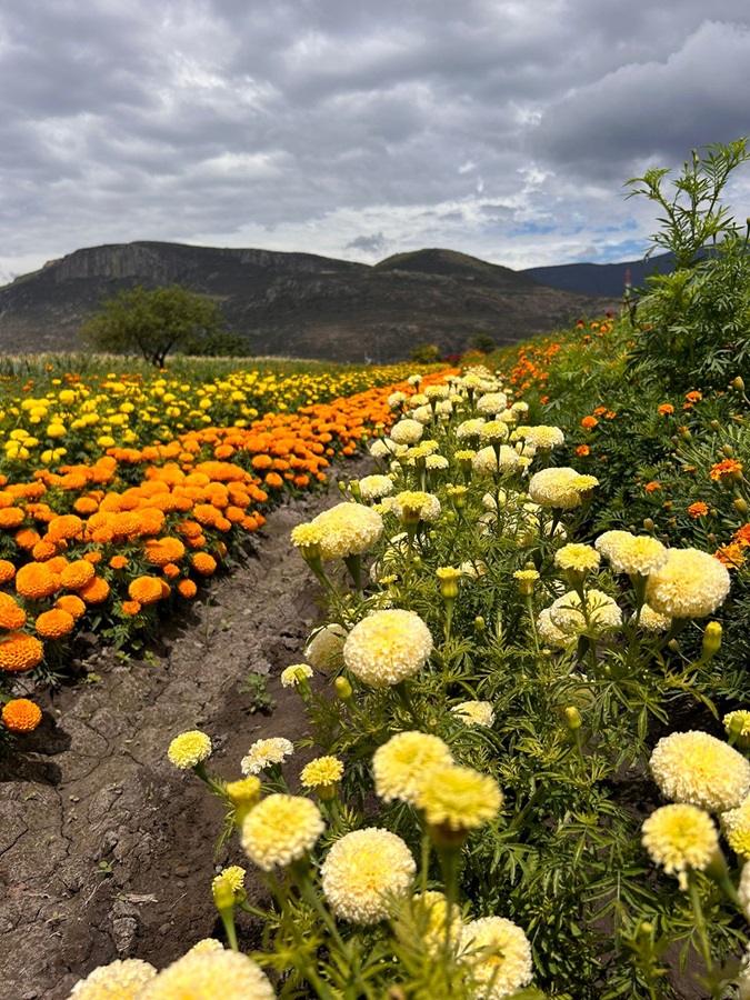 Celebrará Unión Zapata segunda Feria de las Flores de Muertos