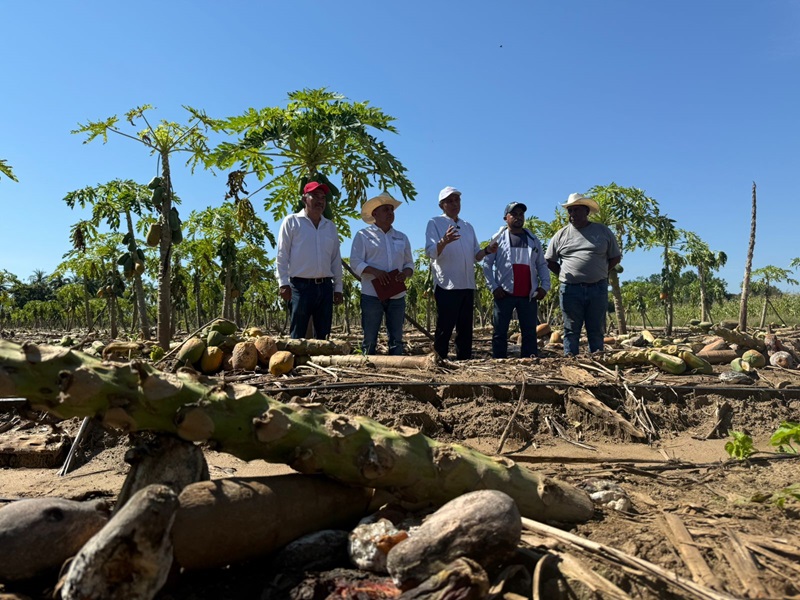 Refrenda Gobierno de Oaxaca apoyo a productores de papaya afectados en Santa María Huazolotitlán