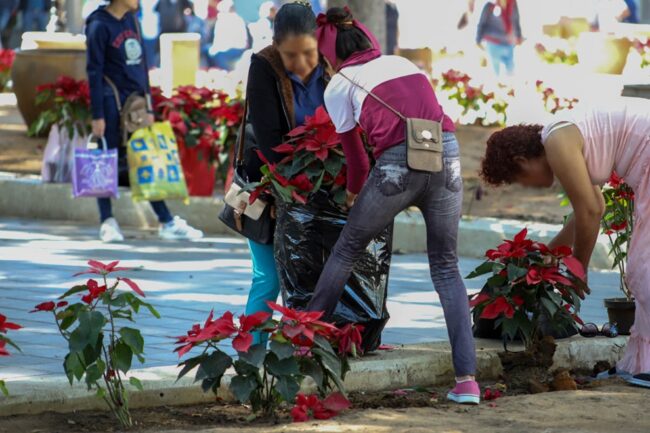 Obsequia Sefader más de cinco mil nochebuenas a la población oaxaqueña