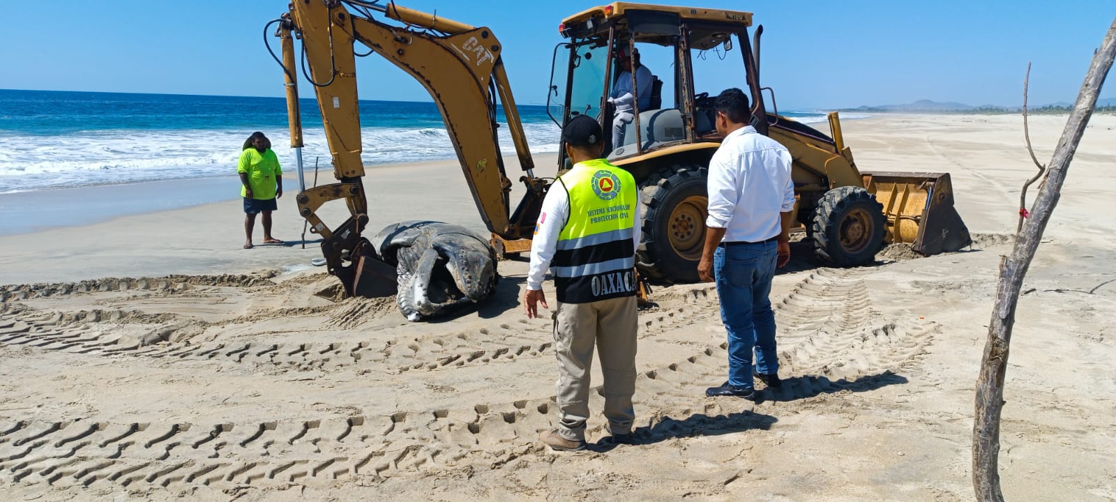 Se reporta varamiento de ballena en playa de Oaxaca Se reporta varamiento de ballena en playa de Oaxaca