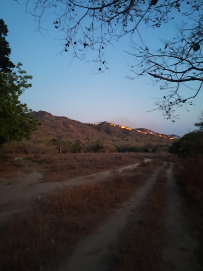 Atiende Coesfo incendio forestal en Reforma de Pineda