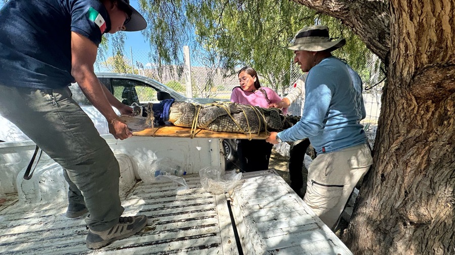 Captura y reubica Protección Civil a cocodrilo encontrado en San Pablo Huixtepec Captura y reubica Protección Civil a cocodrilo encontrado en San Pablo Huixtepec