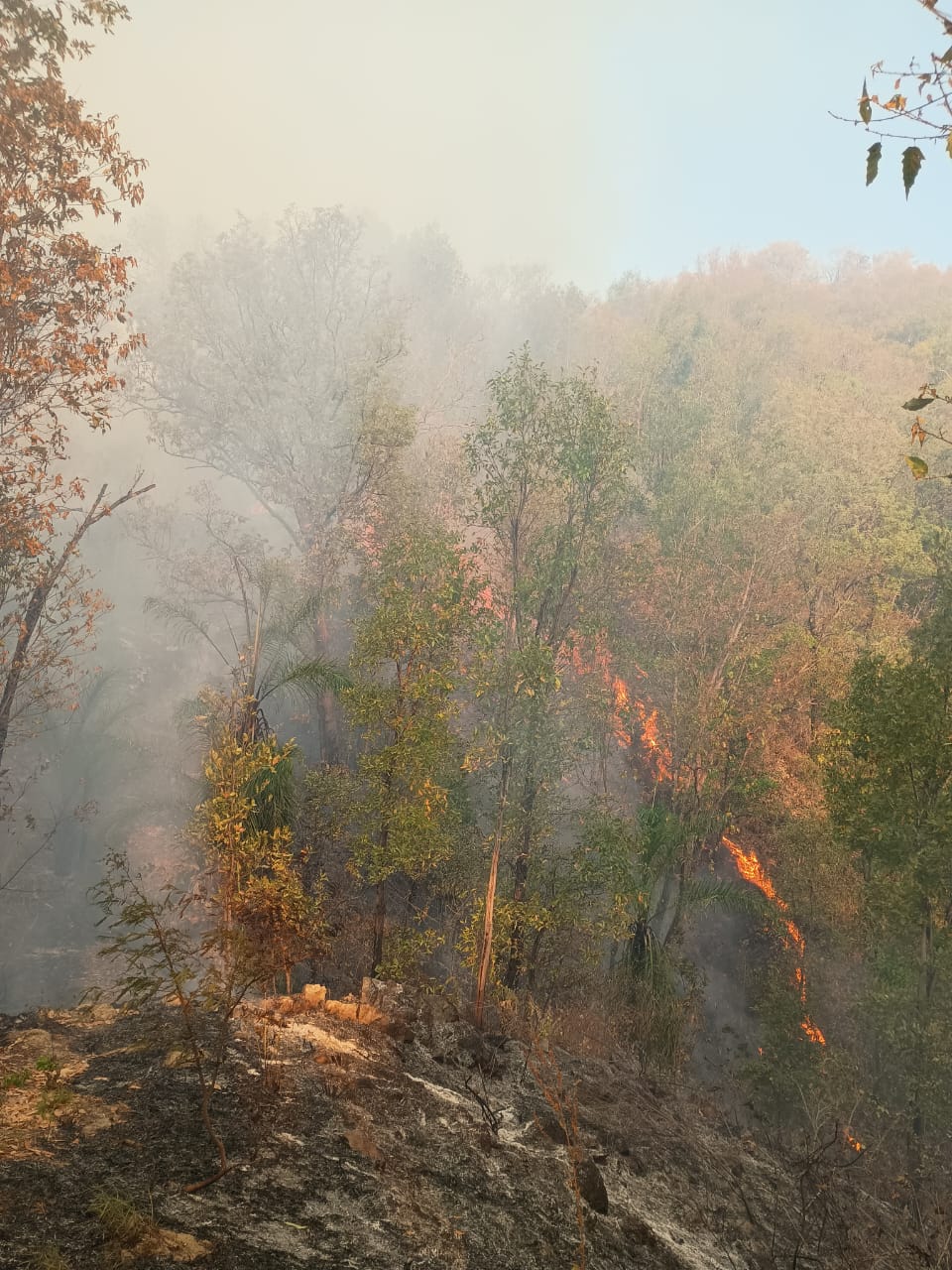 Controla y liquida Coesfo incendio forestal en San Miguel del Puerto Controla y liquida Coesfo incendio forestal en San Miguel del Puerto