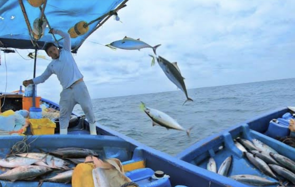 RESCATARAN FLOTA DE PESCA DE ALTAMAR EN OAXACA CON APOYO DE LA PRESIDENTA CLAUDIA SHEINBAUM: SEFADER RESCATARAN FLOTA DE PESCA DE ALTAMAR EN OAXACA CON APOYO DE LA PRESIDENTA CLAUDIA SHEINBAUM: SEFADER