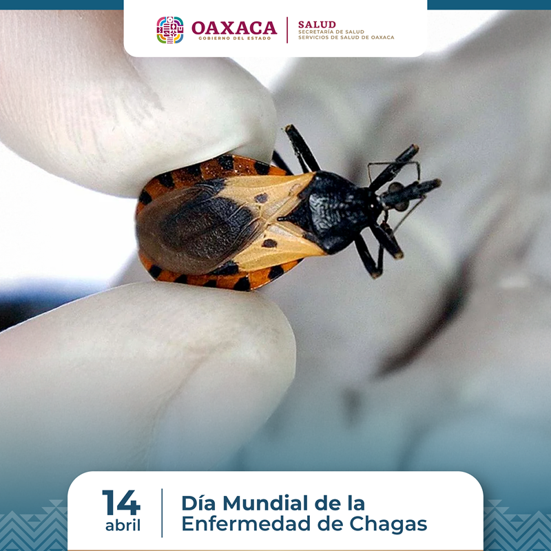 En la prevención y control de la enfermedad de Chagas,todos somos necesarios: SSO