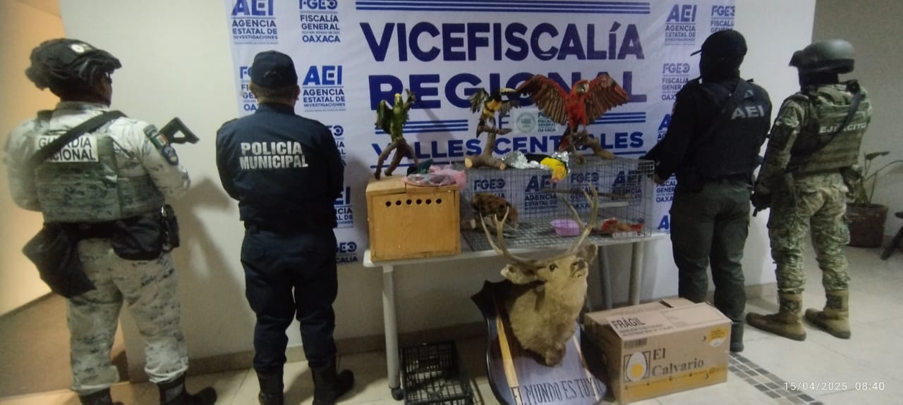 Fiscalía de Oaxaca encabeza cateo en el que rescatan aves exóticas y aseguran animales disecados en Santa Lucía del Camino Fiscalía de Oaxaca encabeza cateo en el que rescatan aves exóticas y aseguran animales disecados en Santa Lucía del Camino
