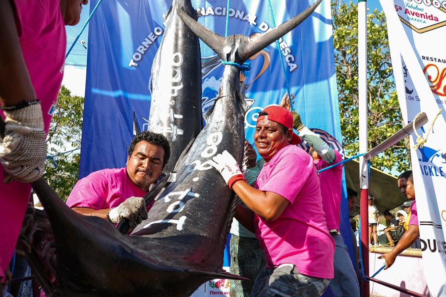Genera Torneo Internacional de Marlín Huatulco 2025 derrama económica de 78 mdp: Sectur Oaxaca