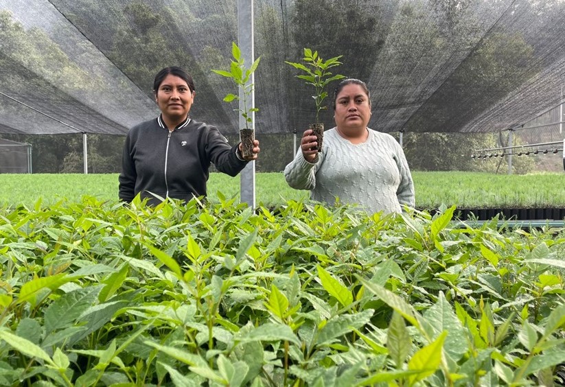 Impulsa Coesfo reforestación de Valles Centrales mediante vivero de San Miguel Peras