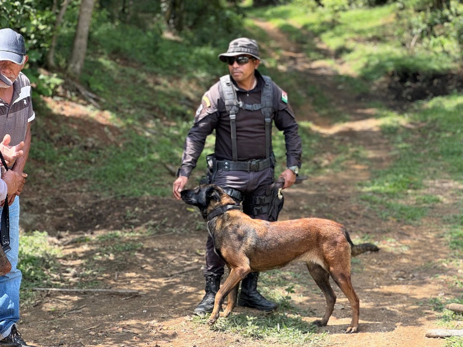 Con tres binomios caninos, CLB intensifica acciones para localizar a menor de la sierra mixe Con tres binomios caninos, CLB intensifica acciones para localizar a menor de la sierra mixe