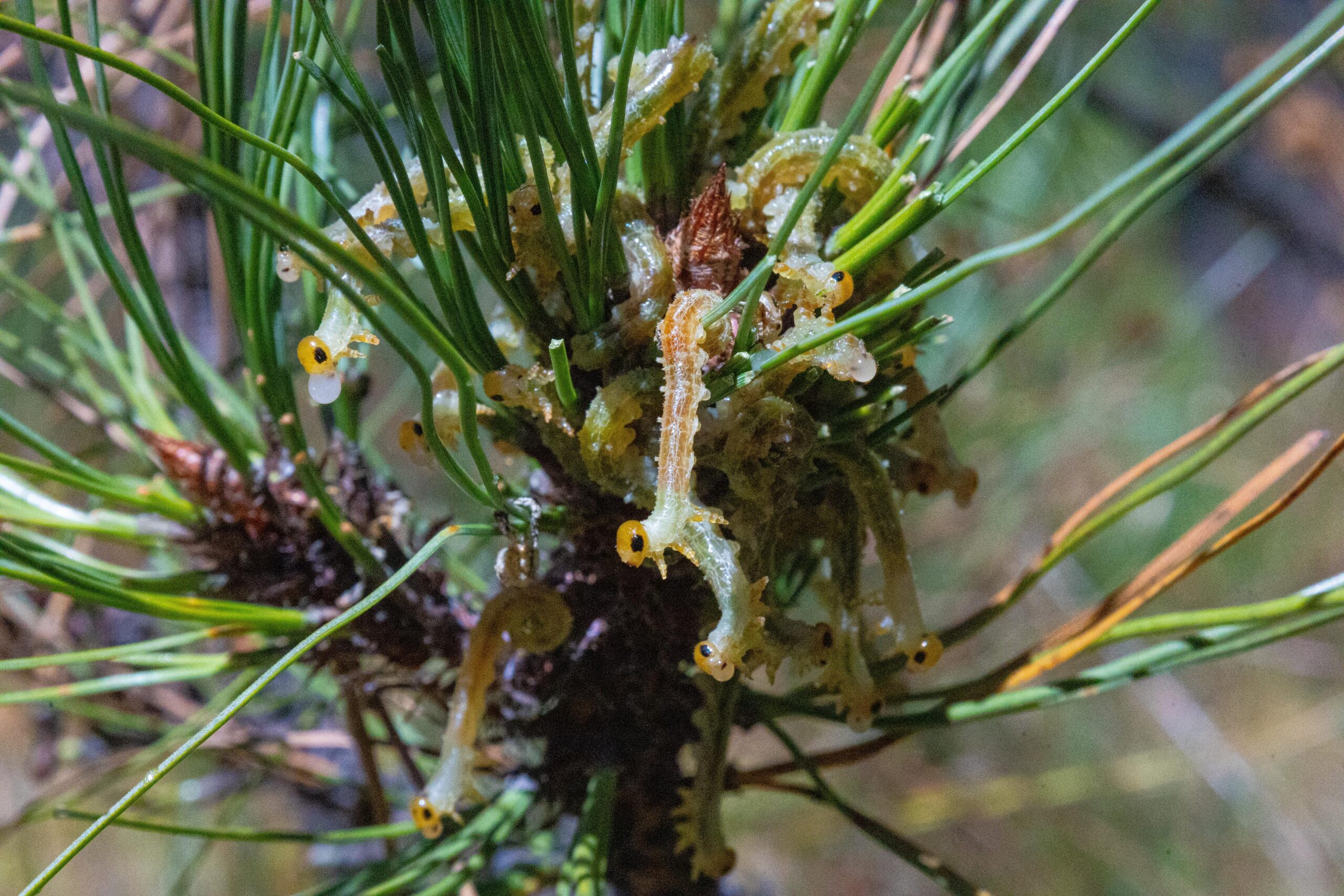 Coordina Coesfo acciones con autoridades agrarias para la atención oportuna de plagas forestales Coordina Coesfo acciones con autoridades agrarias para la atención oportuna de plagas forestales