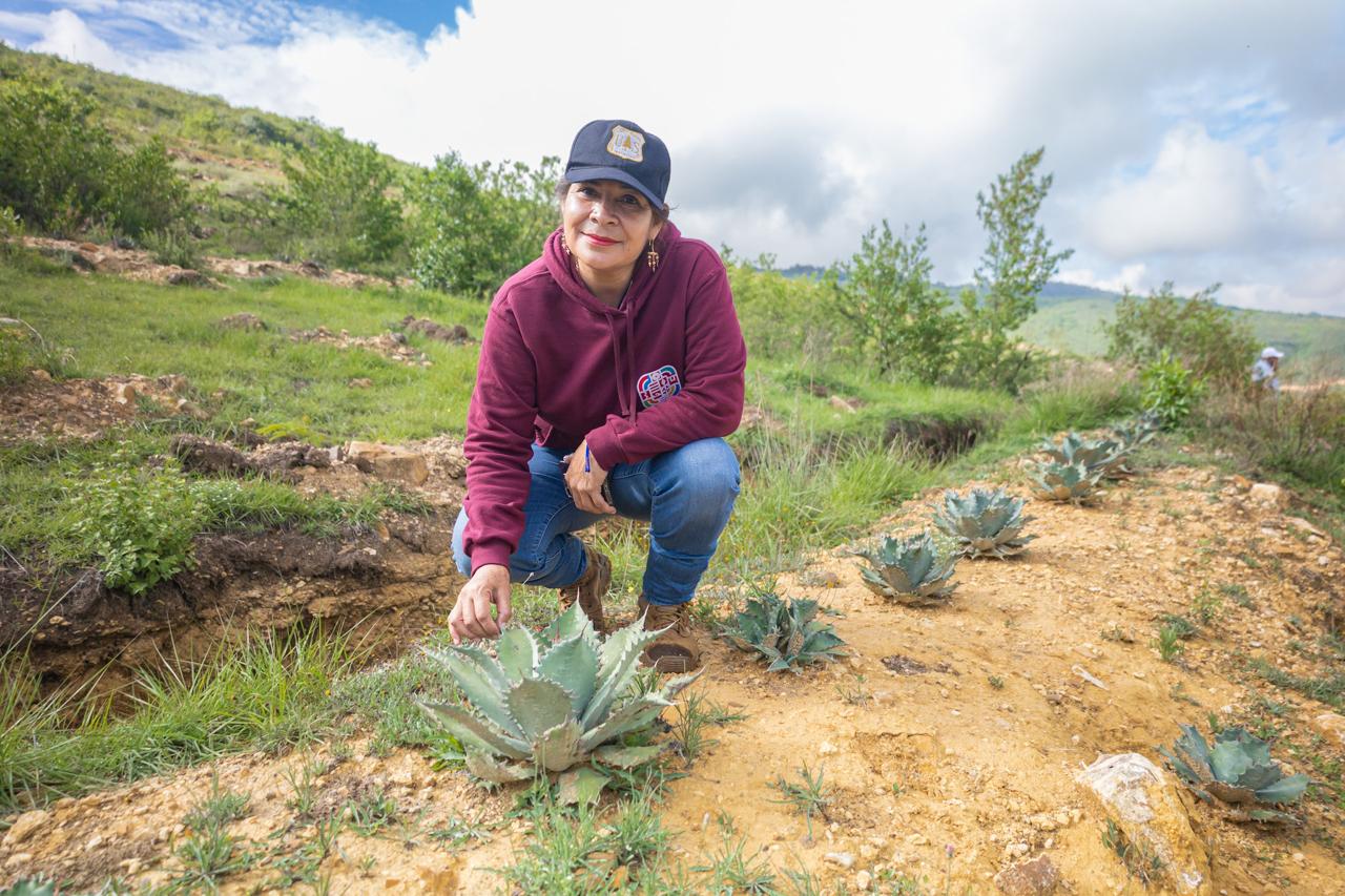 Produce Coesfo agave silvestre para contribuir a la restauración de suelos en Oaxaca Produce Coesfo agave silvestre para contribuir a la restauración de suelos en Oaxaca