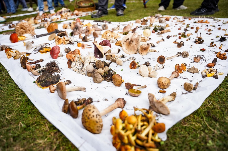 Inaugura Sectur Oaxaca la XXII Feria Regional de los Hongos Silvestres en Cuajimoloyas