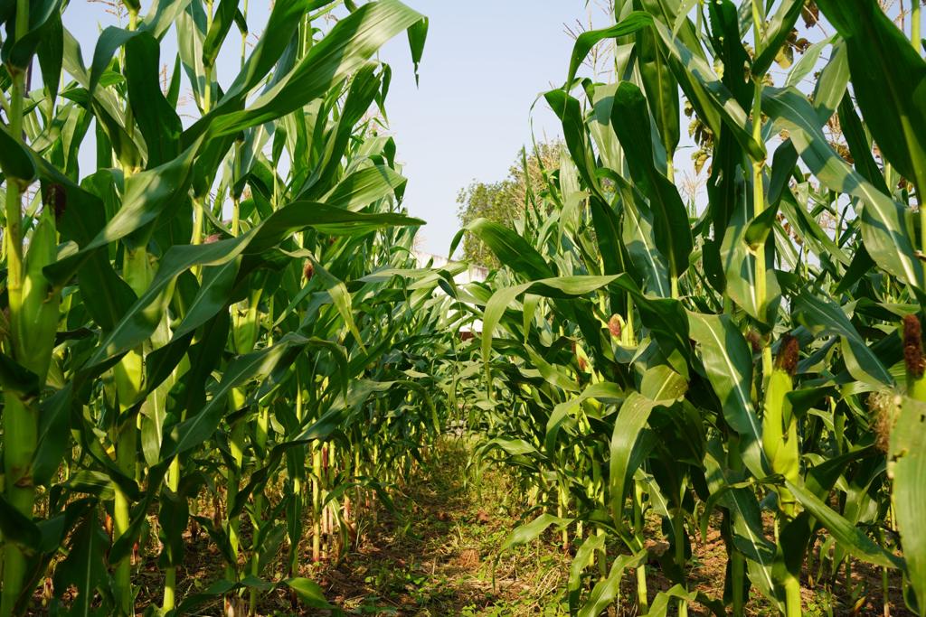 MAÍZ EN RIESGO POR PRODUCCIÓN RÉCORD EN EU MAÍZ EN RIESGO POR PRODUCCIÓN RÉCORD EN EU