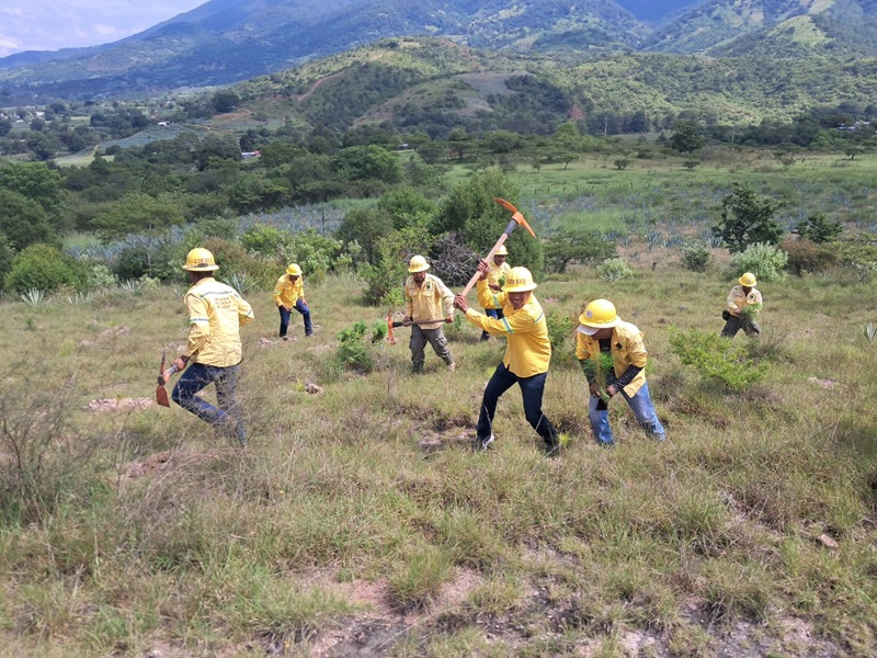 Siembra Coesfo mil pinos en Villa Sola de Vega