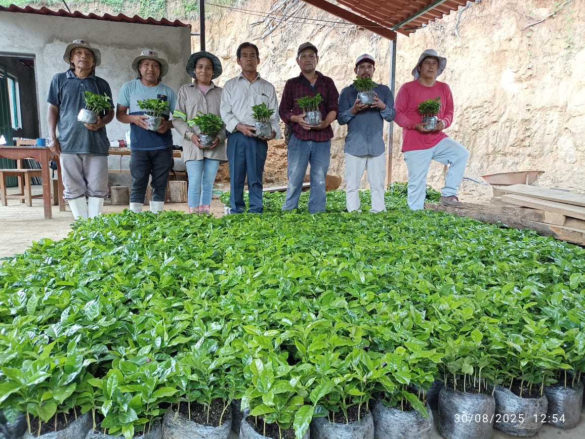 Con Reforesta Oaxaca 2025 se han atendido más de 9 mil hectáreas de ecosistemas forestales