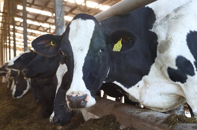 CAE VALOR DE EXPORTACIONES AGROALIMENTARIAS MÁS DE MIL MILLONES DE DÓLARES AL PRIMER SEMESTRE