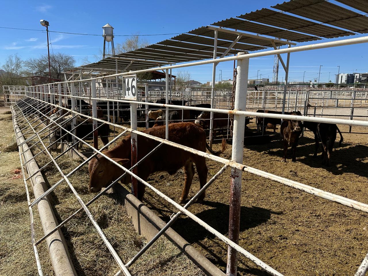 ESCALA RIESGO PARA LA GANADERÍA POR NUEVOS HALLAZGOS DE GUSANO BARRENADOR ESCALA RIESGO PARA LA GANADERÍA POR NUEVOS HALLAZGOS DE GUSANO BARRENADOR
