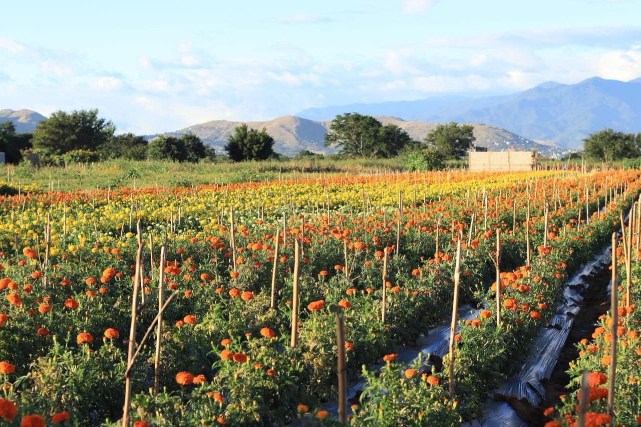Los cultivos de flores en La Raya: un Pedacito del corazón de Xoxocotlán Los cultivos de flores en La Raya: un Pedacito del corazón de Xoxocotlán