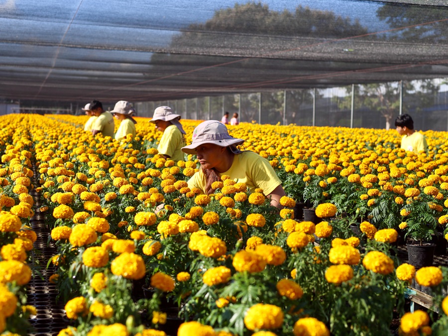 Produce Coesfo 30 mil plantas de flor de cempasúchil para embellecer espacios públicos de Oaxaca Produce Coesfo 30 mil plantas de flor de cempasúchil para embellecer espacios públicos de Oaxaca