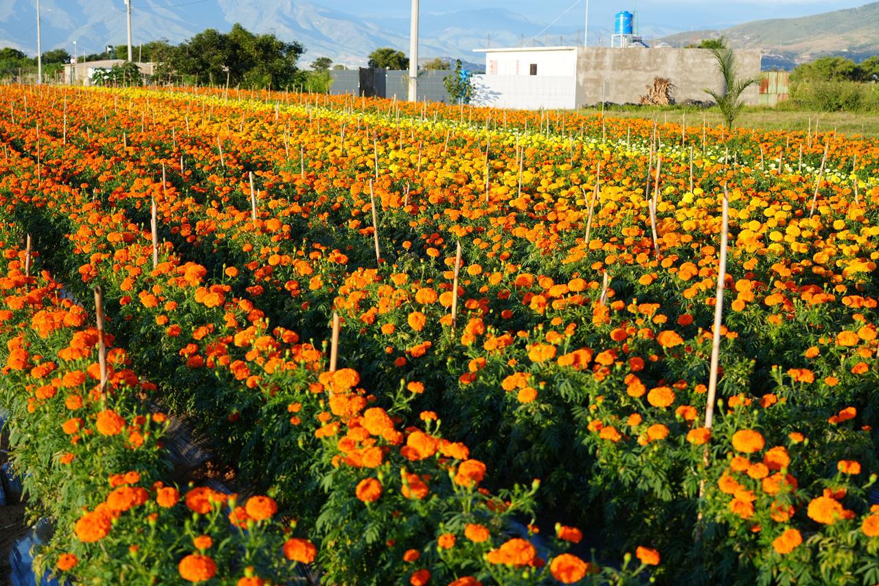 Ruta Floral 2025: impulsa el consumo local en La Raya, Xoxocotlán Ruta Floral 2025: impulsa el consumo local en La Raya, Xoxocotlán