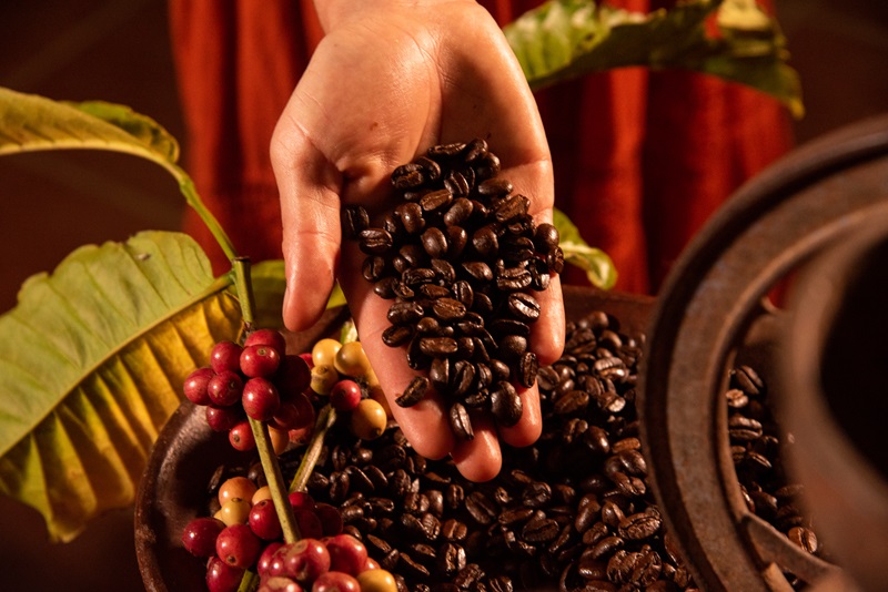 Invita Sectur Oaxaca a recorrer y disfrutar la Ruta del Café Pluma Aromas de la Sierra Sur