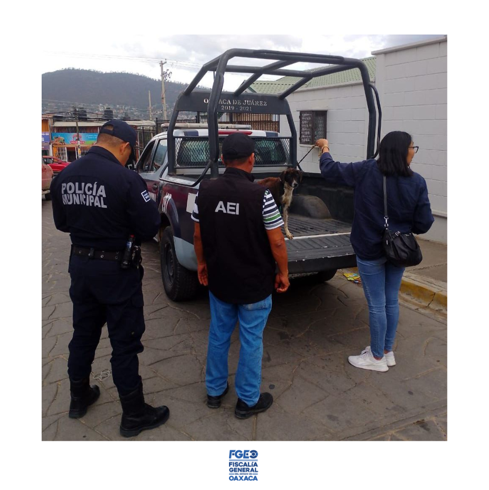 Fiscalía de Oaxaca y Ayuntamiento capitalino rescatan a perra víctima de maltrato en el fraccionamiento Montoya