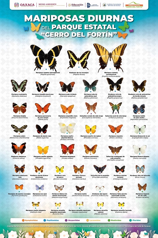 Identifican un acervo de 47 especies de mariposas en el Parque Estatal “Cerro del Fortín” Identifican un acervo de 47 especies de mariposas en el Parque Estatal “Cerro del Fortín”