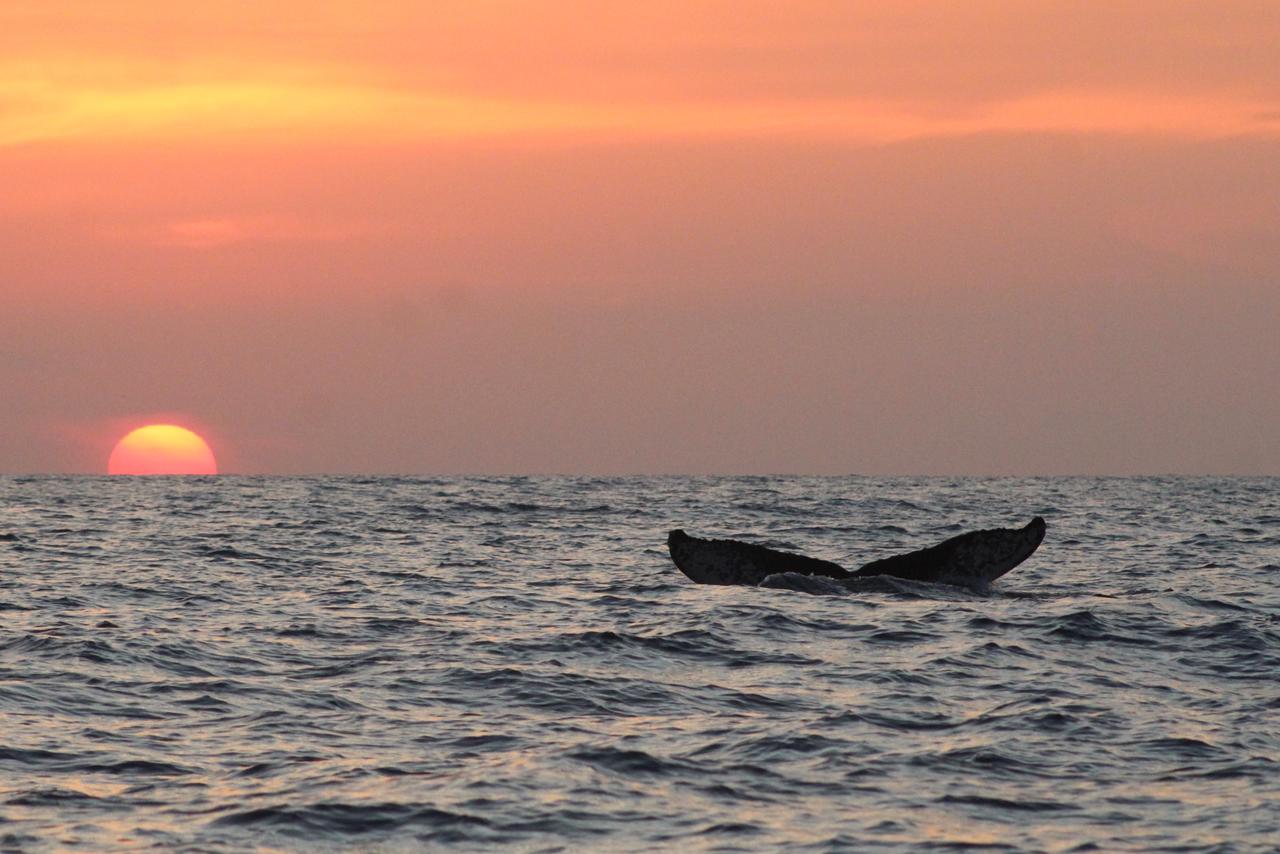 Puerto Ángel será sede de la primera edición del Ballena Fest 2025