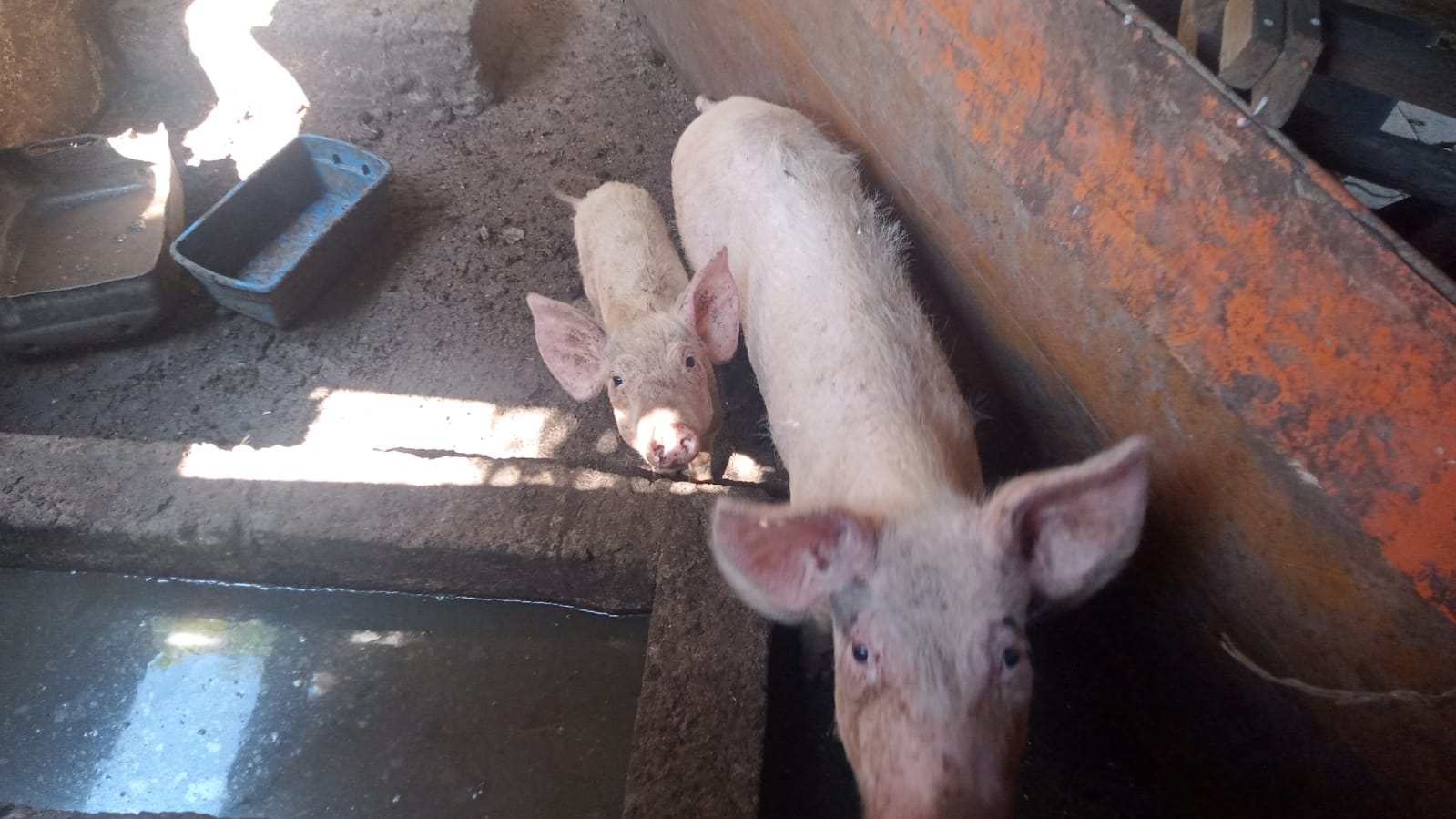 Fiscalía de Oaxaca atiende denuncia de crueldad animal y logra el recate de perros, gatos y patos de un domicilio en la región del Istmo