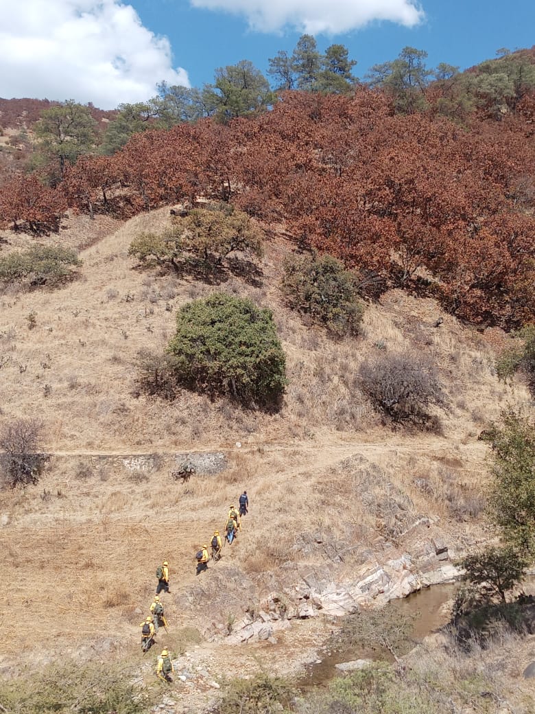Reportan incendio forestal en Santa María Peñoles Reportan incendio forestal en Santa María Peñoles