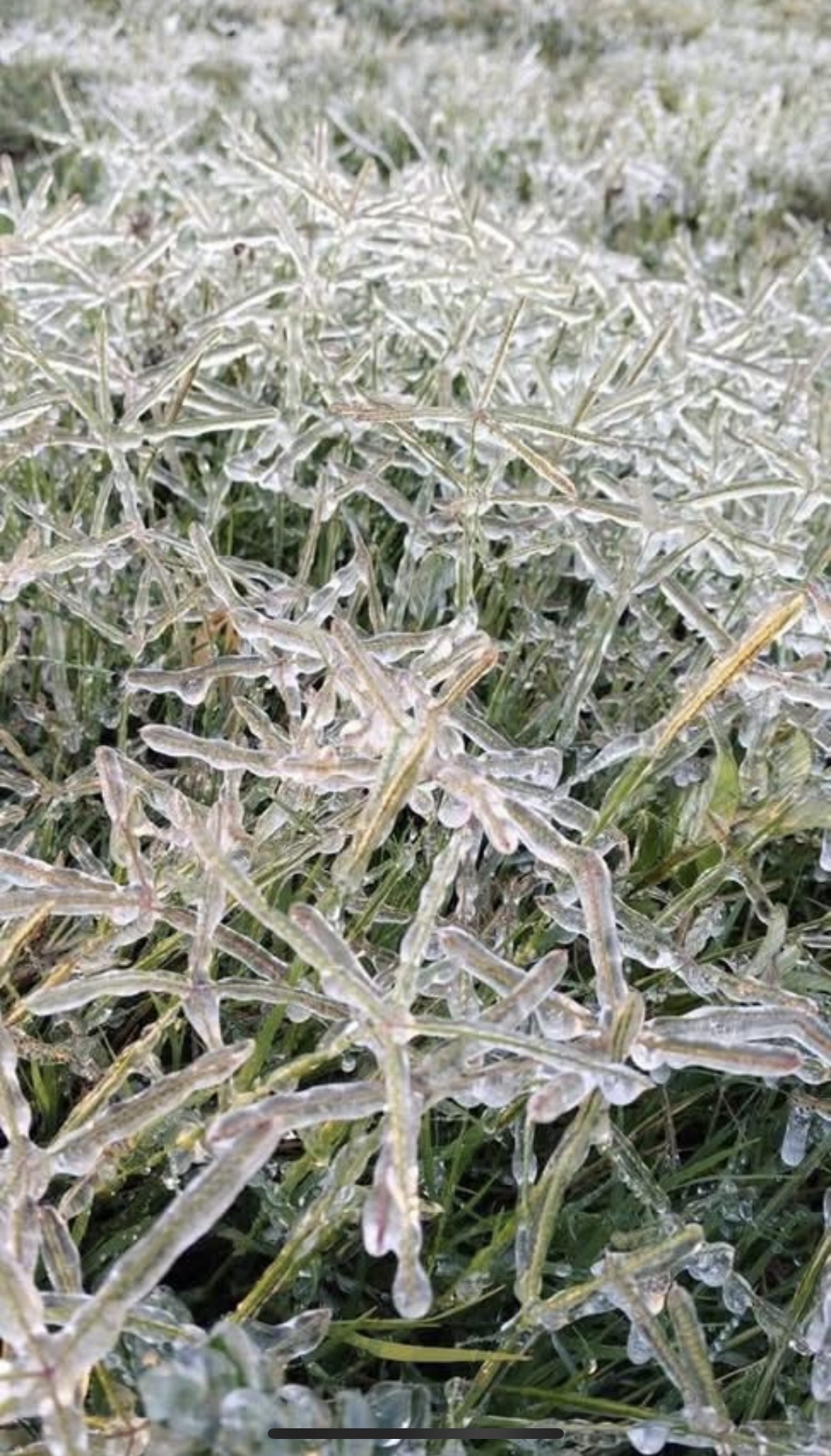 CONFIRMAN CEPCO PRIMERA HELADA DEL AÑO EN OAXACA