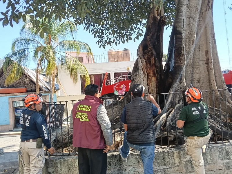 RESCATAN ÁRBOL QUE SEMBRÓ EN OAXACA EN LA ÉPOCA DE LA CONSUMACIÓN DE LA INDEPENDENCIA, JOSE MARIA MORELOS Y PAVON
