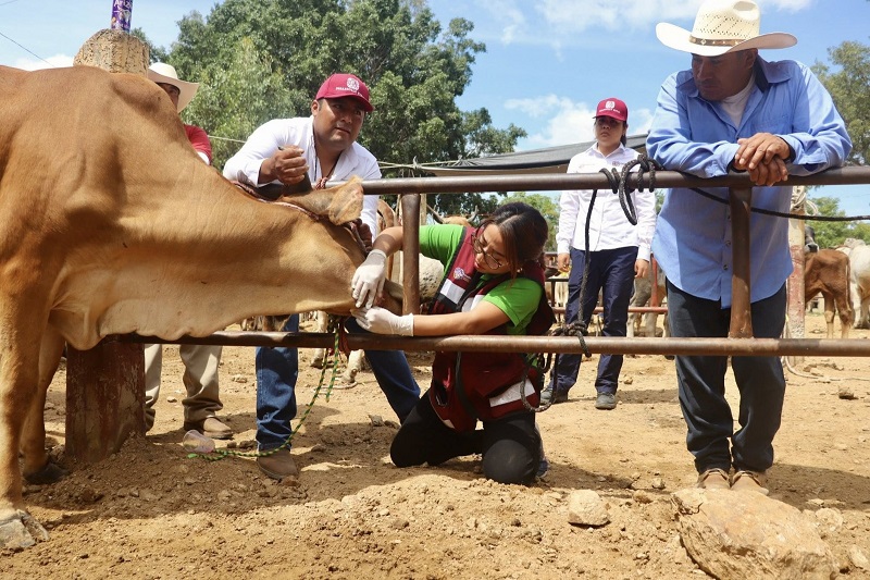 EN OAXACA SE MANTIENE ALERTA POR GUSANOS BARRENADOR, SE INICIA EL 2026 CON UN ACUMULADO DE MIL 984 CASOS, 161 ACTIVOS