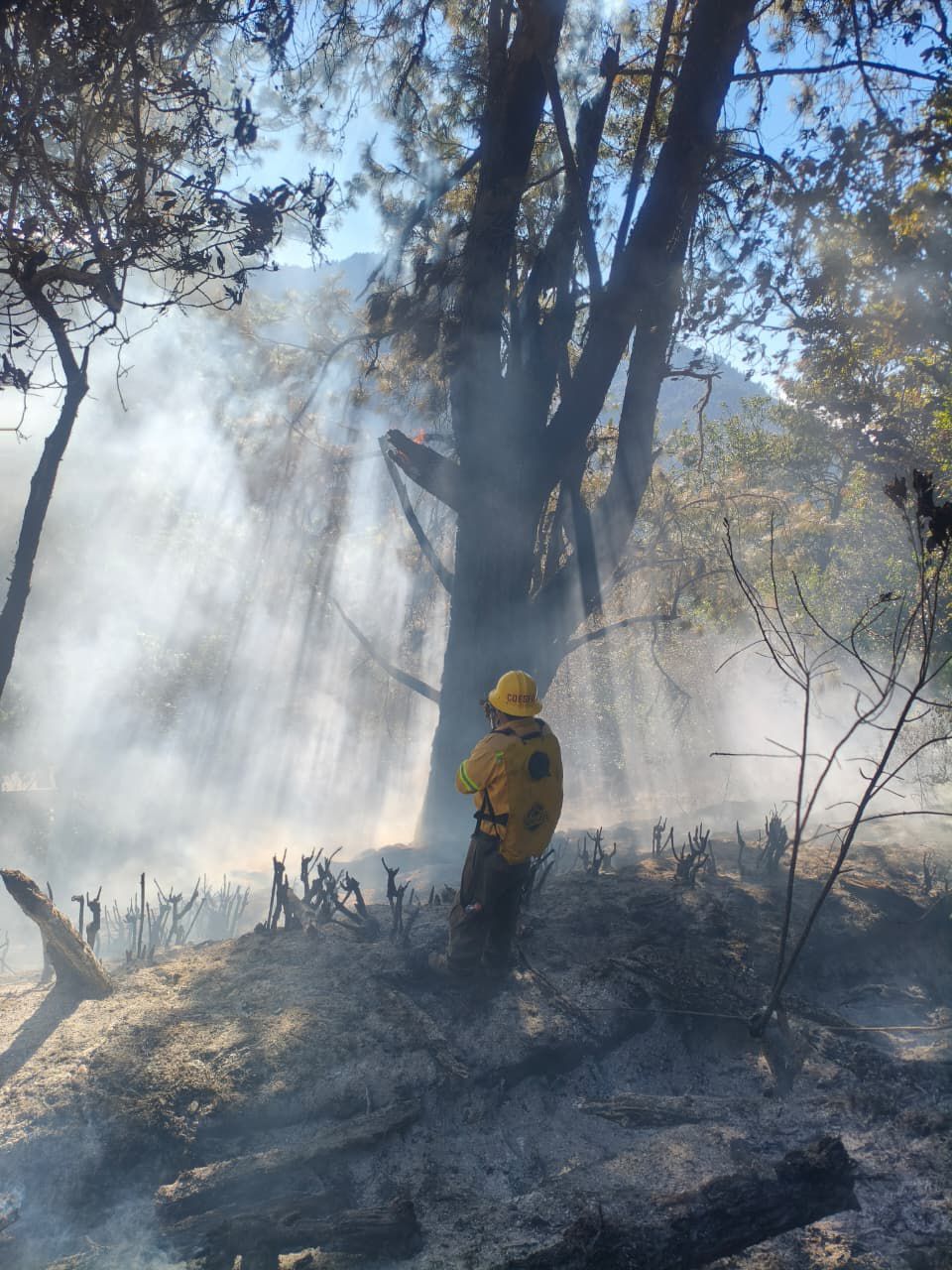 Reporta Coesfo tres incendios forestales activos y tres liquidados en la entidad