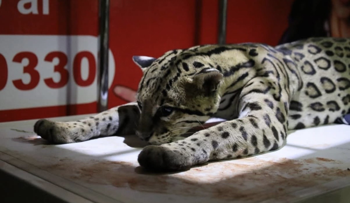 RESCATAN A TIGRE DE QUE DEAMBULABA EN LA CALLE EN OAXACA