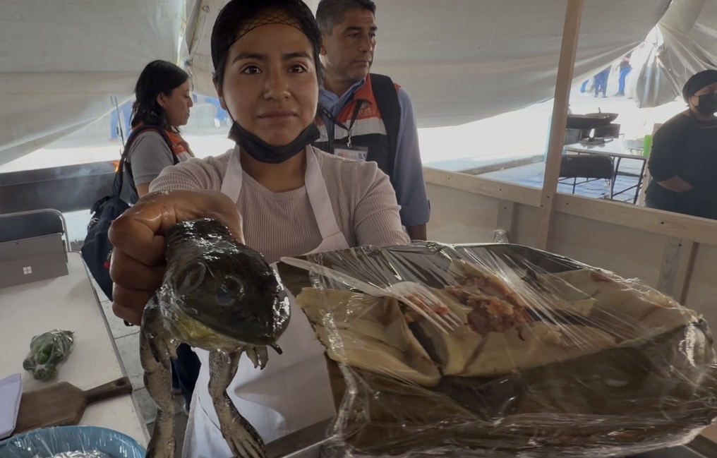 PROMUEVEN EN OAXACA COMO ALTERNATIVA PARA BAJAR LA GORDURA EL CONSUMO DE RANA, ADEMÁS DE QUE ES UN PRODUCTO AFRODISIACO, YA SE EXPORTA FUERA DE MÉXICO