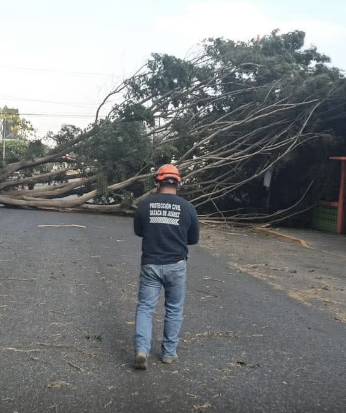 ANTE RAFAGAS DE VIENTO ACTIVAN OPERATIVO POR CAIDA DE ÁRBOLES, LAMINAS DE TECHOS Y POSTES DE LUZ EN OAXACA ANTE RAFAGAS DE VIENTO ACTIVAN OPERATIVO POR CAIDA DE ÁRBOLES, LAMINAS DE TECHOS Y POSTES DE LUZ EN OAXACA